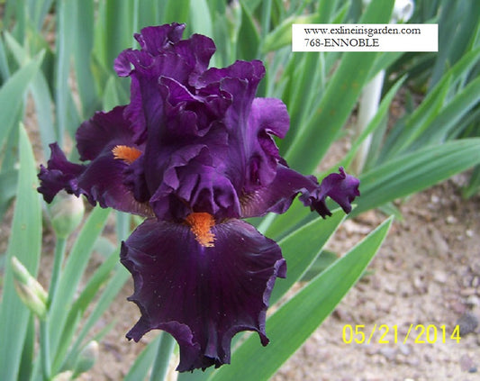 The flower Ennoble - Tall Bearded Iris (TB)