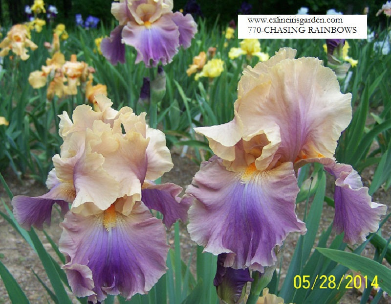 The flower Chasing Rainbows - Tall Bearded Iris (TB)