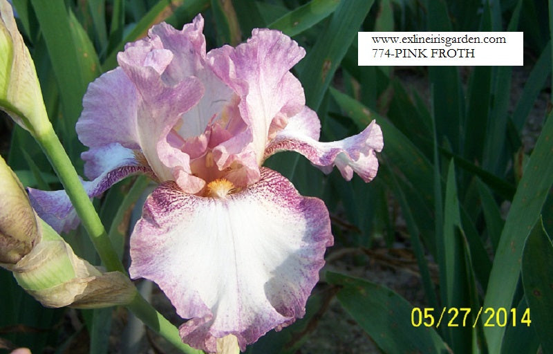 The flower Pink Froth - Tall Bearded Iris (TB)