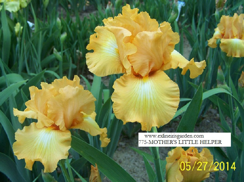 The flower Mother's Little Helper - Tall Bearded Iris (TB)