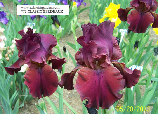 The flower Classic Bordeaux - Tall Bearded Iris (TB)