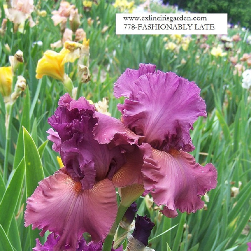 The flower Fashionably Late - Tall Bearded Iris (TB)