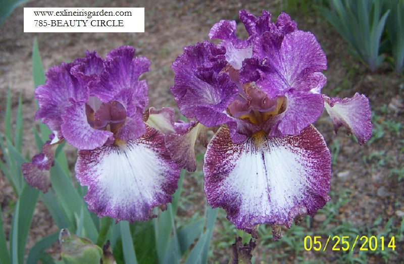 The flower Beauty Circle - Tall Bearded Iris (TB)