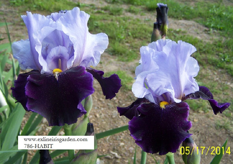 The flower Habit - Tall Bearded Iris (TB)