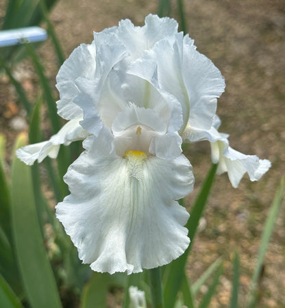 Winterland