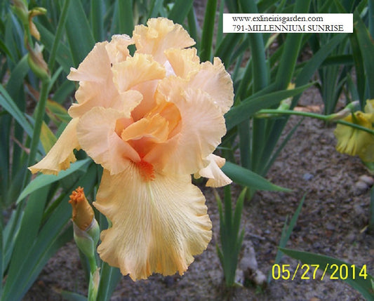 The flower Millennium Sunrise - Tall Bearded Iris (TB)