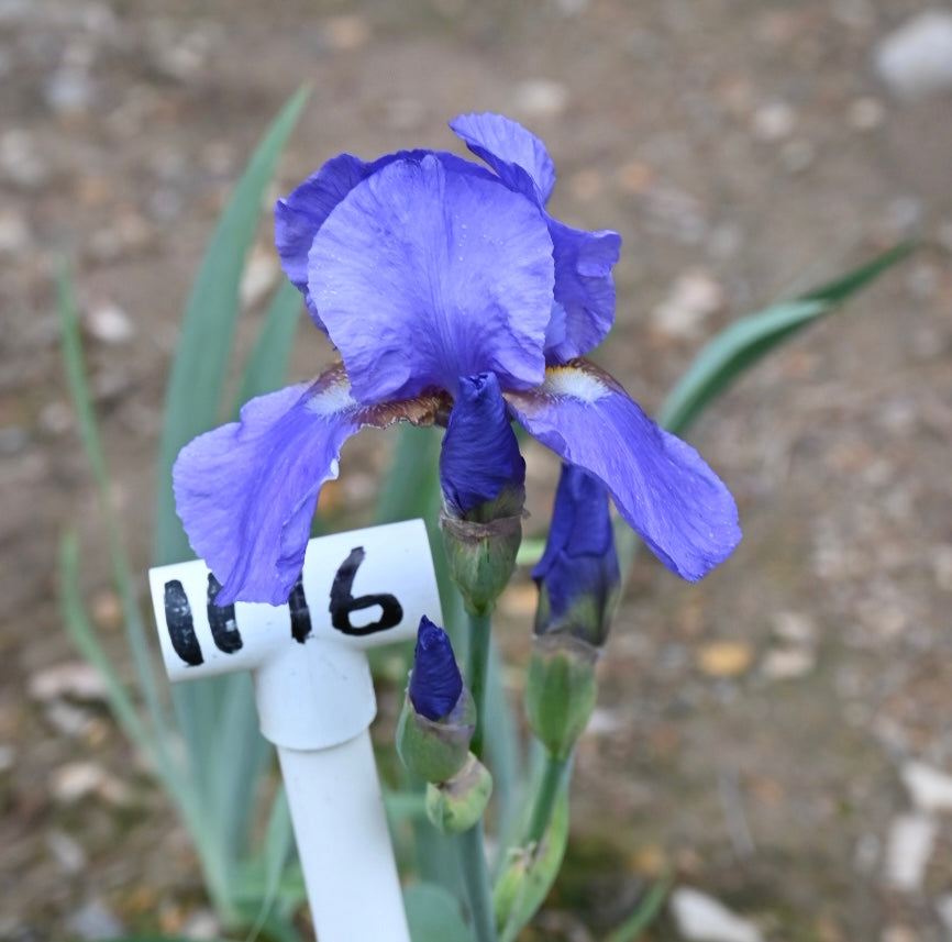 Tyrolean Blue - Tall Bearded Iris (TB) – Exline Iris Garden