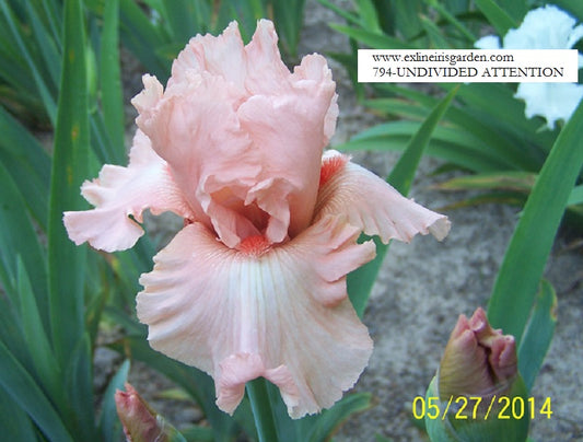 The flower Undivided Attention - Tall Bearded Iris (TB)