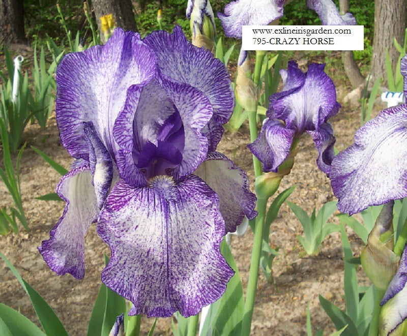 The flower Crazy Horse - Tall Bearded Iris (TB)