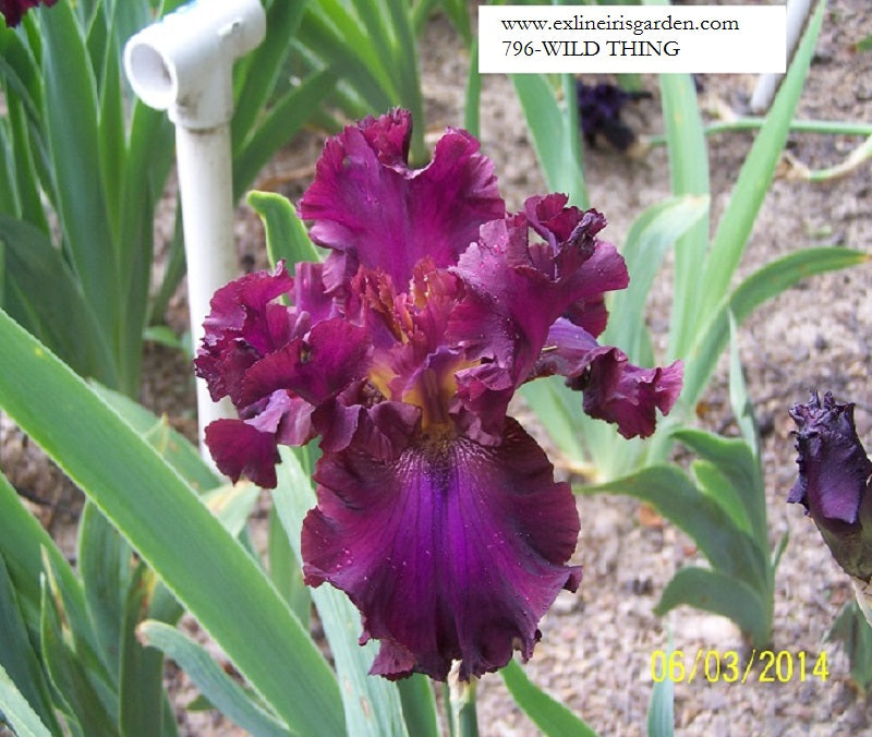 The flower Wild Thing - Tall Bearded Iris (TB)