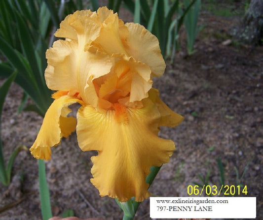 The flower Penny Lane - Tall Bearded Iris (TB)