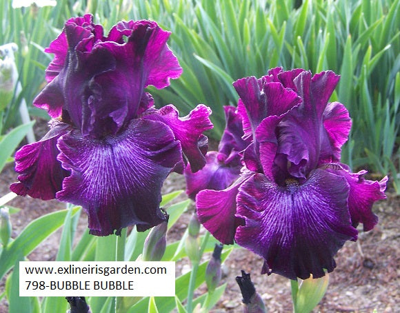 The flower Bubble Bubble - Tall Bearded Iris (TB)