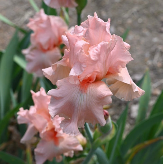 Pinkity