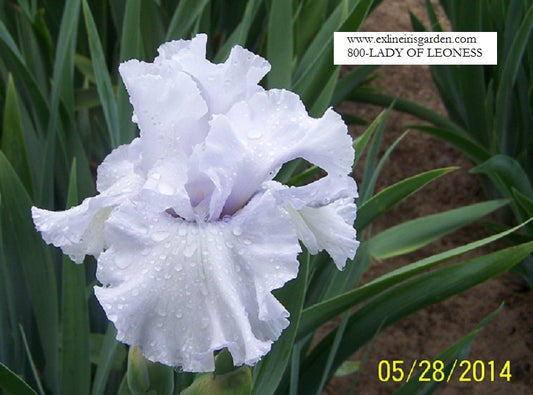 The flower Lady of Leoness - Tall Bearded Iris (TB)