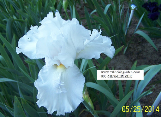 The flower Mesmerizer - Tall Bearded Iris (TB)