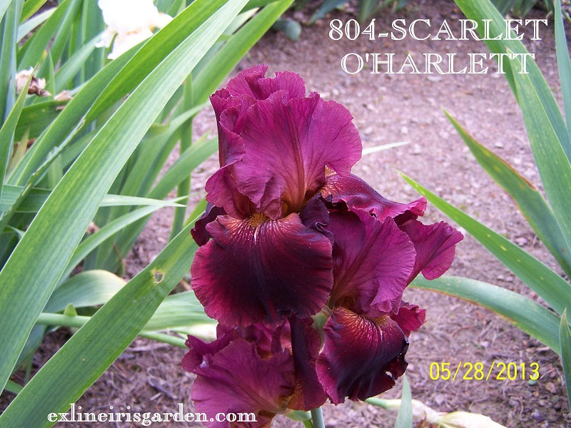 The flower Scarlet O'Harlett - Tall Bearded Iris (TB)