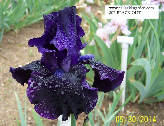 The flower Blackout - Tall Bearded Iris (TB)