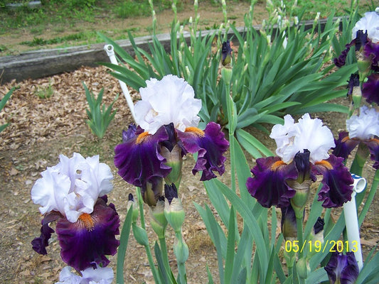 The flower Connection - Tall Bearded Iris (TB)