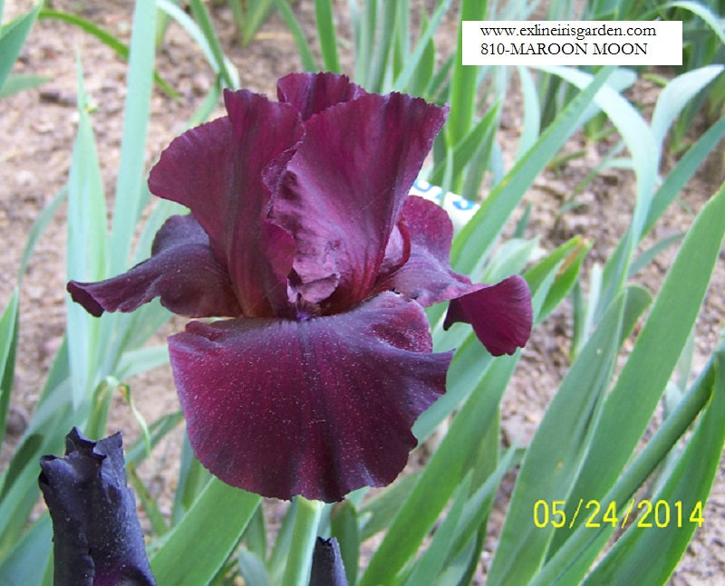 The flower Maroon Moon - Tall Bearded Iris (TB)