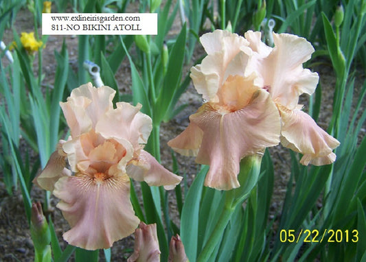 The flower No Bikini Atoll - Tall Bearded Iris (TB)