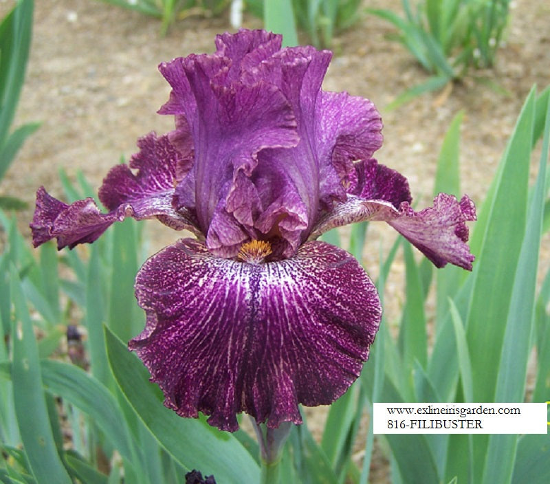 The flower Filibuster - Tall Bearded Iris (TB)