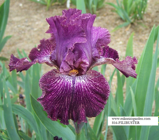 The flower Filibuster - Tall Bearded Iris (TB)