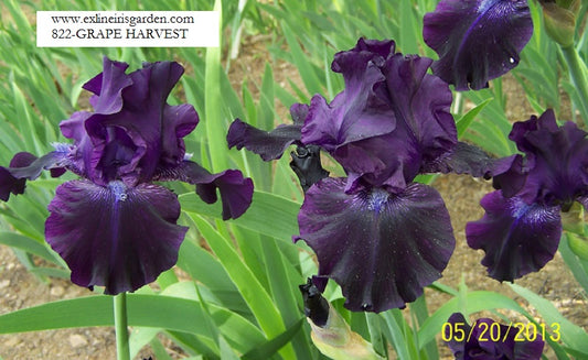 The flower Grape Harvest - Tall Bearded Iris (TB)