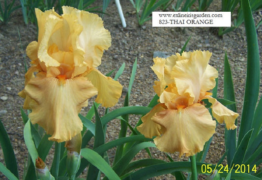 The flower Thai Orange - Tall Bearded Iris (TB)