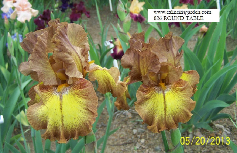 The flower Round Table - Tall Bearded Iris (TB)