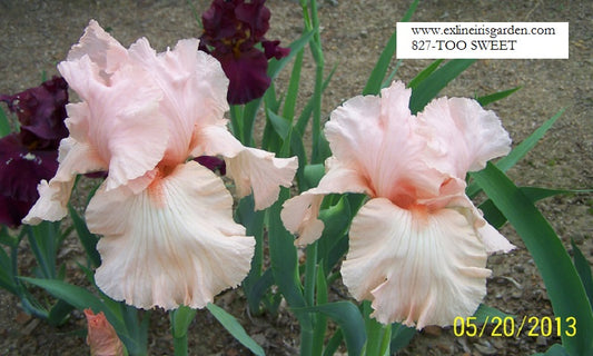 The flower Too Sweet - Tall Bearded Iris (TB)