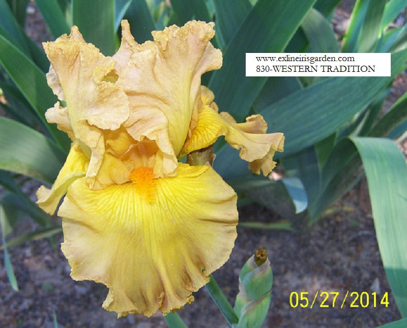 The flower Western Tradition - Tall Bearded Iris (TB)