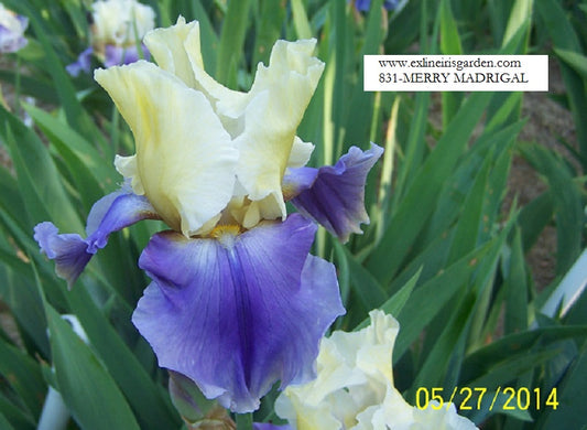 The flower Merry Madrigal - Tall Bearded Iris (TB)