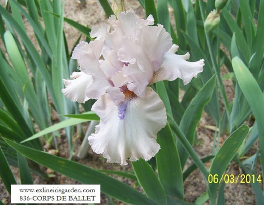 The flower Corps De Ballet - Tall Bearded Iris (TB)