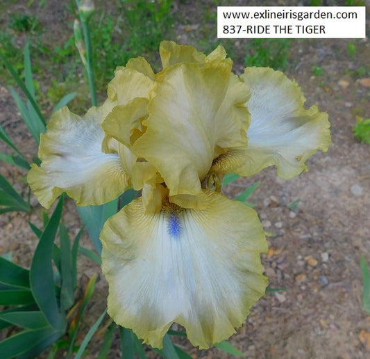 The flower Ride The Tiger - Tall Bearded Iris (TB)