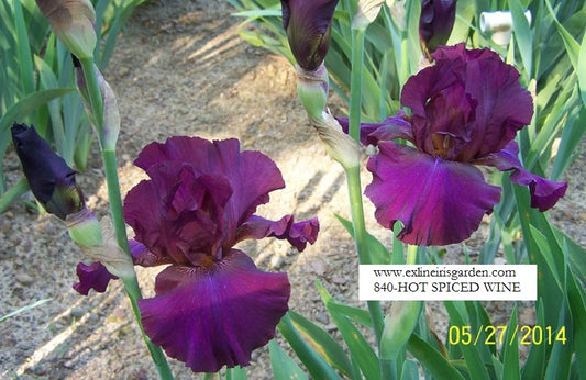 The flower Hot Spiced Wine - Tall Bearded Iris (TB)