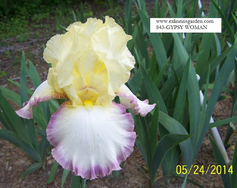 The flower Gypsy Woman - Tall Bearded Iris (TB)