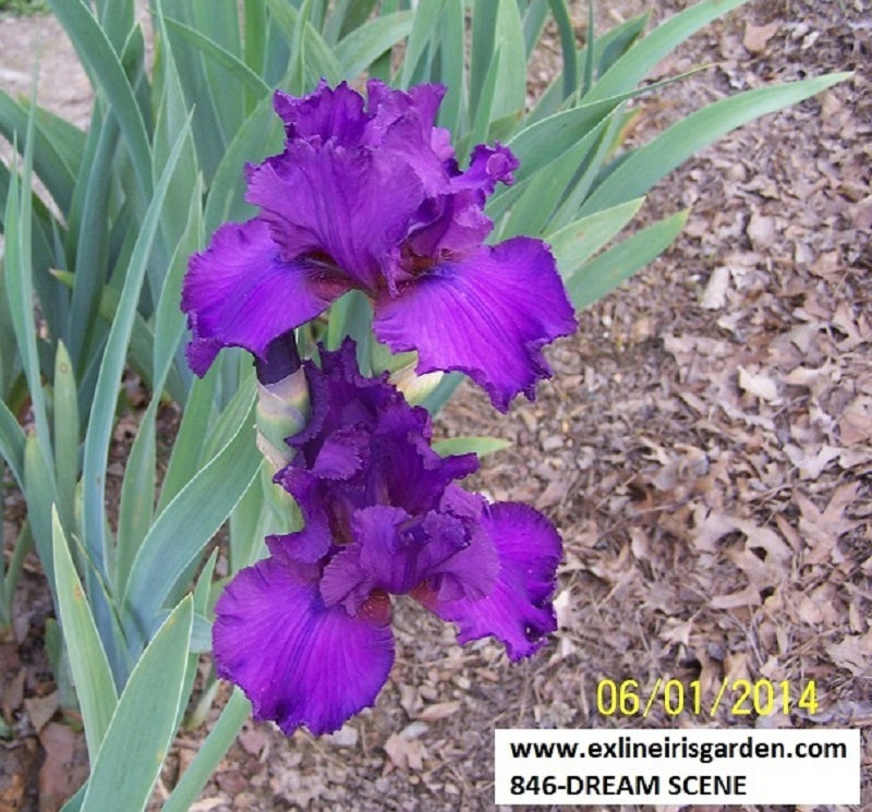 The flower Dream Scene - Tall Bearded Iris (TB)