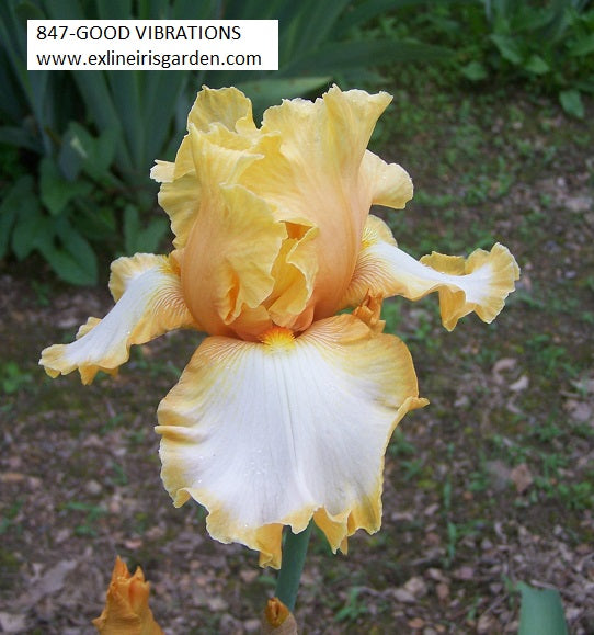 The flower Good Vibrations - Tall Bearded Iris (TB)