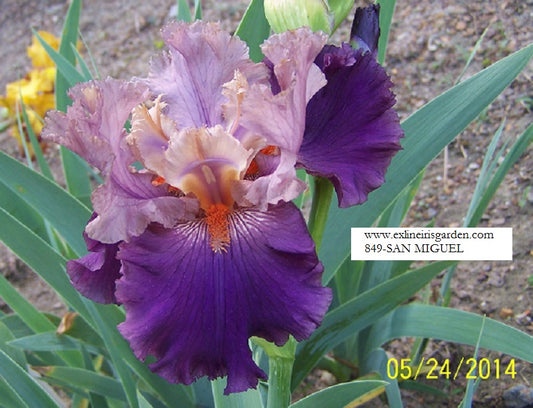 The flower San Miguel - Tall Bearded Iris (TB)