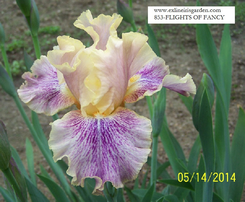 The flower Flights of Fancy - Tall Bearded Iris (TB)