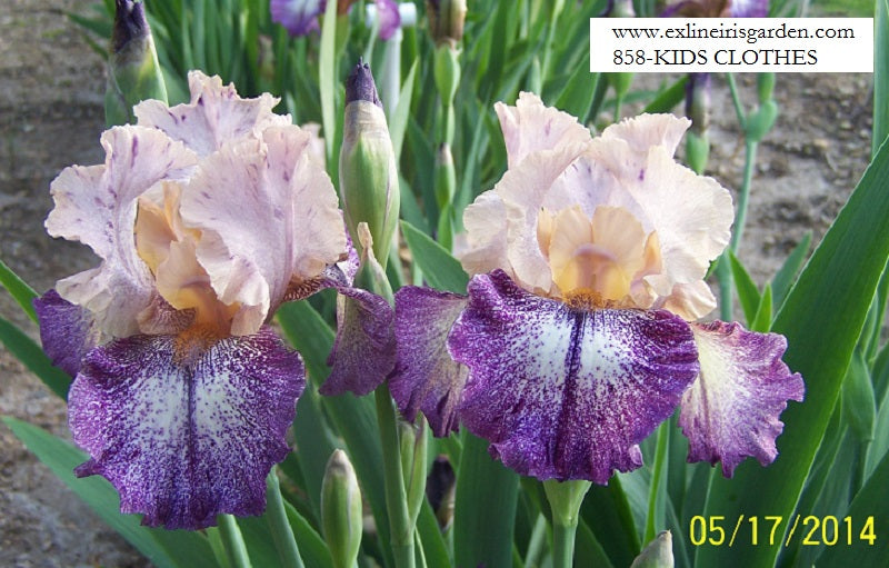 The flower Kid's Clothes - Tall Bearded Iris (TB)