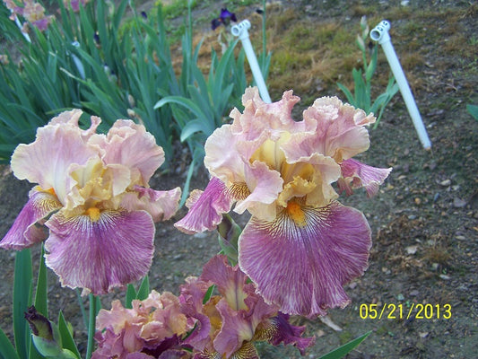 The flower Too Too Ripe - Tall Bearded Iris (TB)