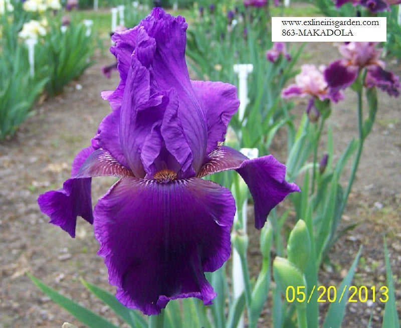 The flower Makadola - Tall Bearded Iris (TB)