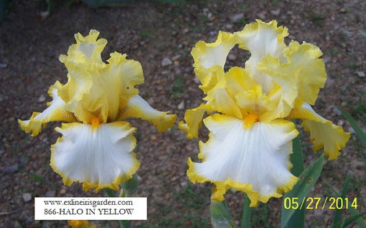 The flower Halo In Yellow - Tall Bearded Iris (TB)