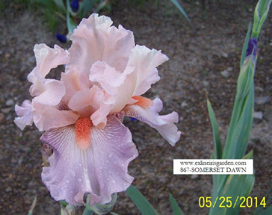 The flower Somerset Dawn - Tall Bearded Iris (TB)