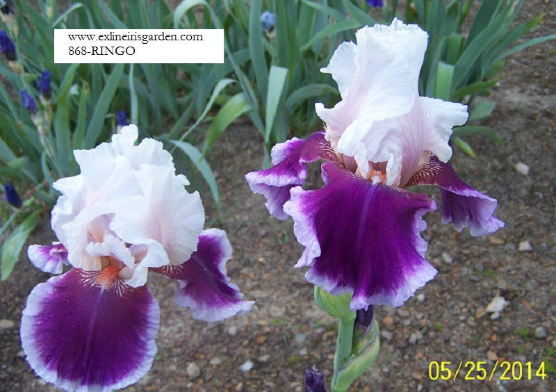 The flower Ringo - Tall Bearded Iris (TB)