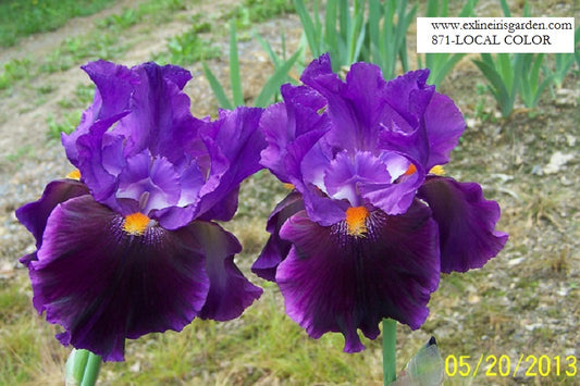 The flower Local Color - Tall Bearded Iris (TB)