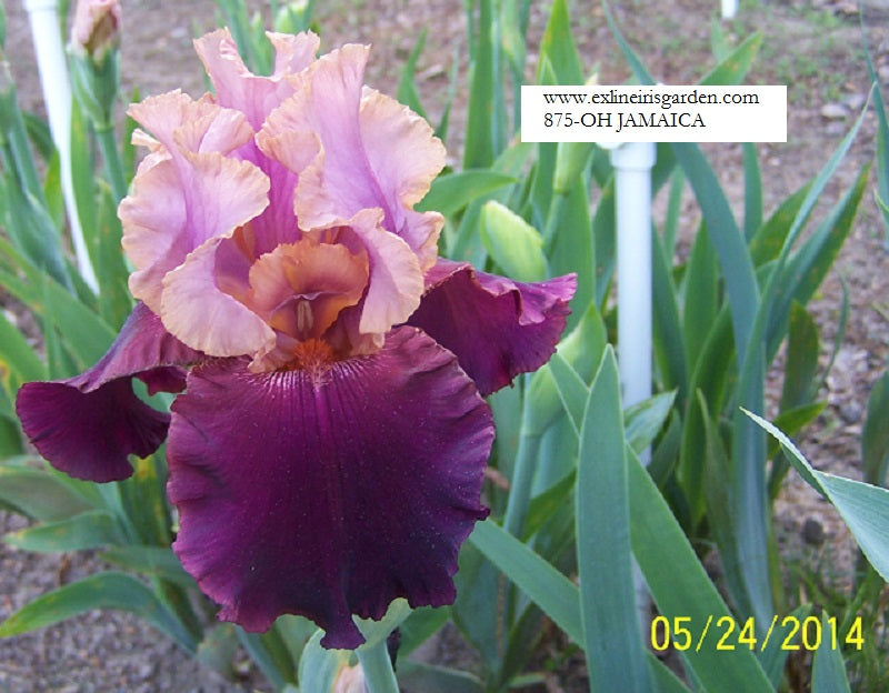 The flower Oh Jamaica - Tall Bearded Iris (TB)