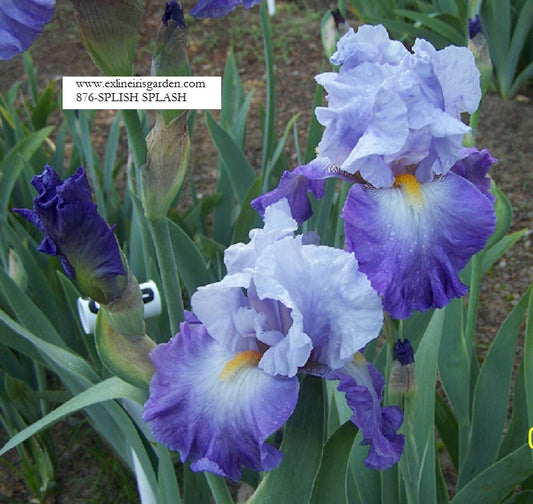 The flower Splish Splash - Tall Bearded Iris (TB)