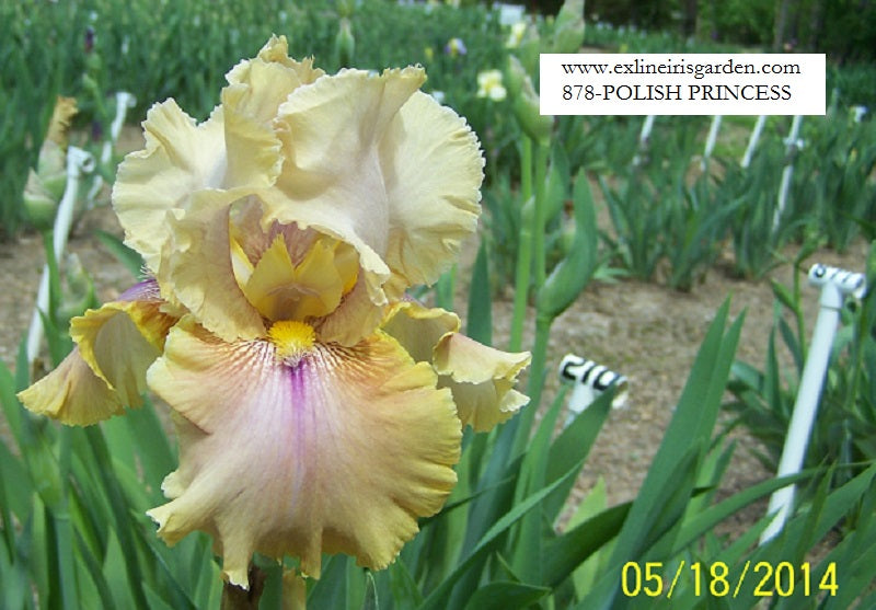 The flower Polish Princess - Tall Bearded Iris (TB)